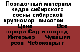 Посадочный материал кедра сибирского (сосны сибирской) крупномер, высотой 3-3.5  › Цена ­ 19 800 - Все города Сад и огород » Интерьер   . Чувашия респ.,Чебоксары г.